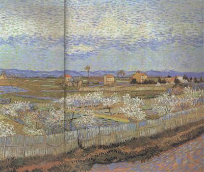 Vincent Van Gogh La Crau with Peach Trees in Blossom (nn04) Norge oil painting art